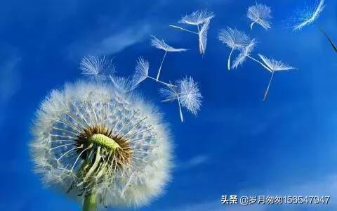 不努力的人名言警句（不努力的人名言警句摘抄）
