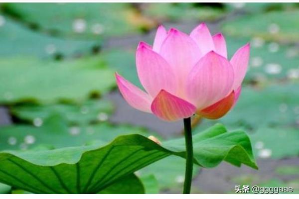 好段落好句子摘抄（好段落的句子）